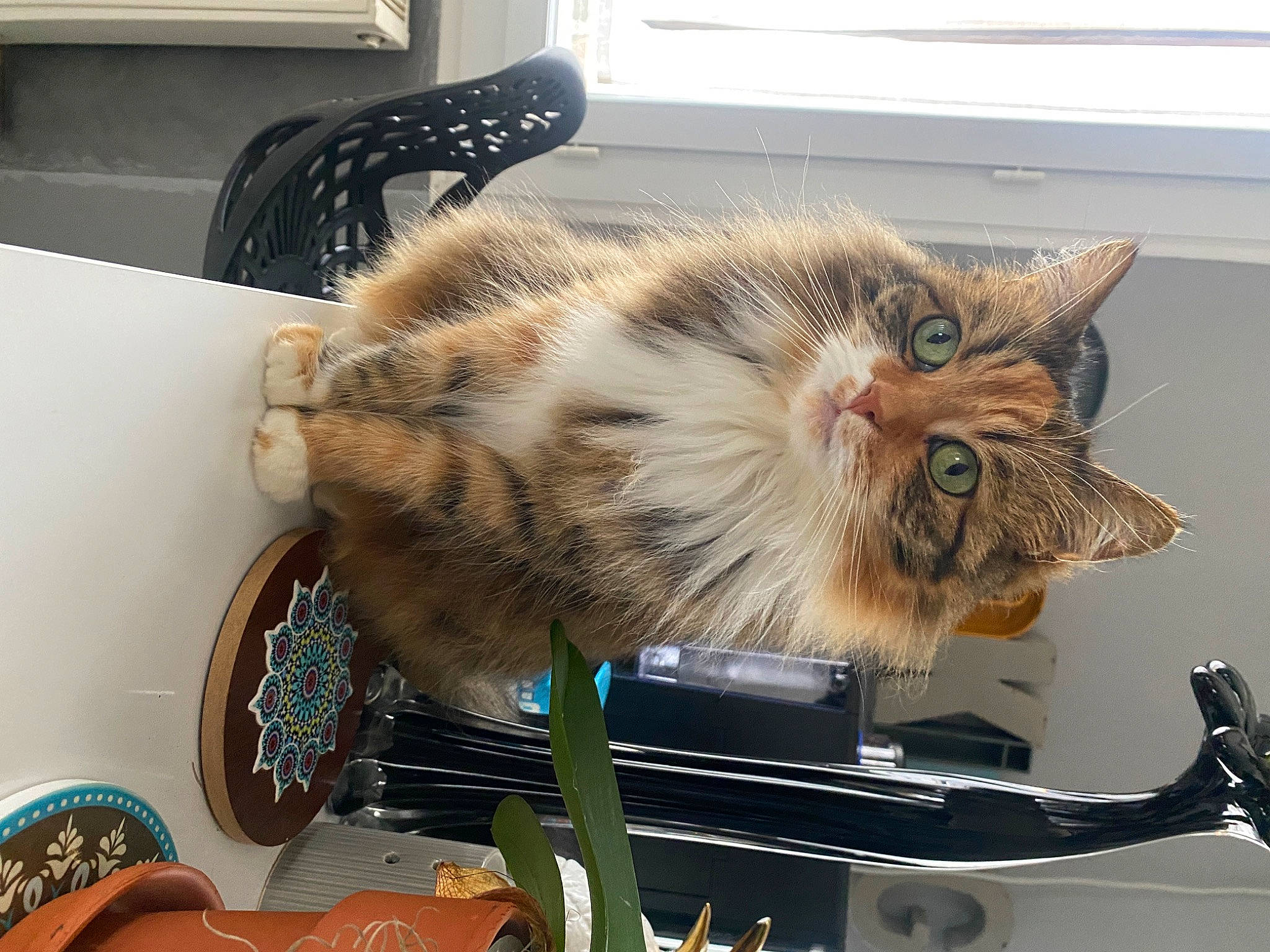 Citrouille participe au concours pour gagner de l'argent avec cette photo : carnivore, cat, claw, domestic_short_haired_cat, felidae, fur, machine, major_appliance, paw, refrigerator, room, small_to_medium_sized_cats, snout, tail, terrestrial_animal, vehicle, whiskers