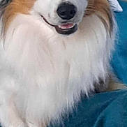 Vegas participe au concours pour gagner de l'argent avec cette photo : animal, bed, black_nose, blanket, blue_eyes, brown_fur, canine, close_up, cute, dog, ears, fluffy, fur, indoor, lying_down, pet, playful, portrait, smiling, white_fur