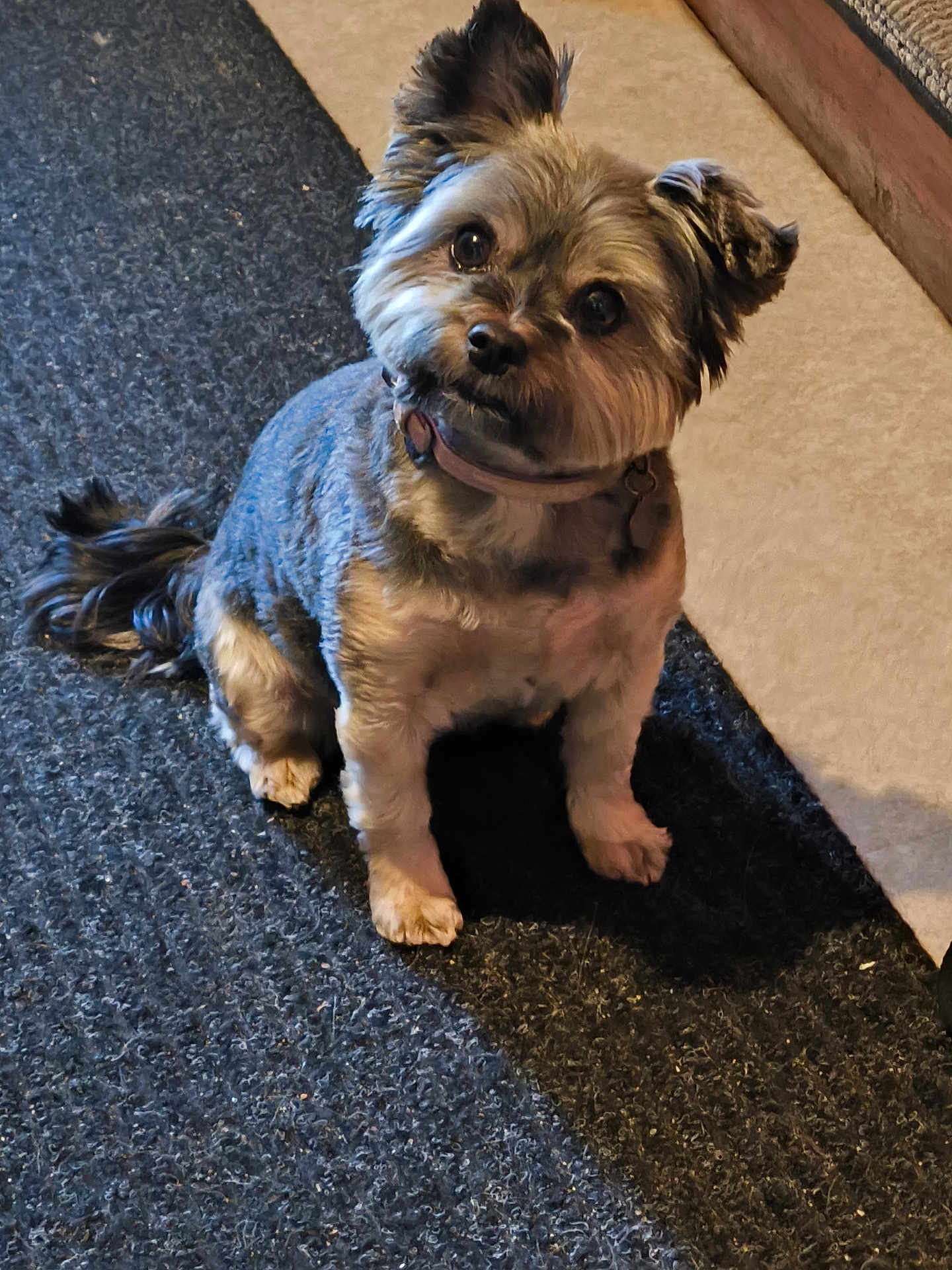 Daisy participe au concours pour gagner de l'argent avec cette photo : dog, small_dog, pet, indoor, carpet, fluffy, head_tilt, looking_up, cute, animal, collar, fur, domestic_animal, companion, friendly, sitting, portrait, brown_fur, black_fur, floor