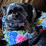 animal, bird_pattern, blanket, collar, colorful, companion, cozy, cute, cute_pet, dog, flower_pattern, fluffy, fur, indoor, pet, pillow, relaxed, resting, small_dog, tag