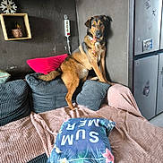 Aika participe au concours pour gagner de l'argent avec cette photo : dog, couch, pillow, blanket, toy, rope_toy, indoor, wall, power_strip, shelf, pot, plant, fridge, photograph, decor, brown, black, pet, furniture, cozy