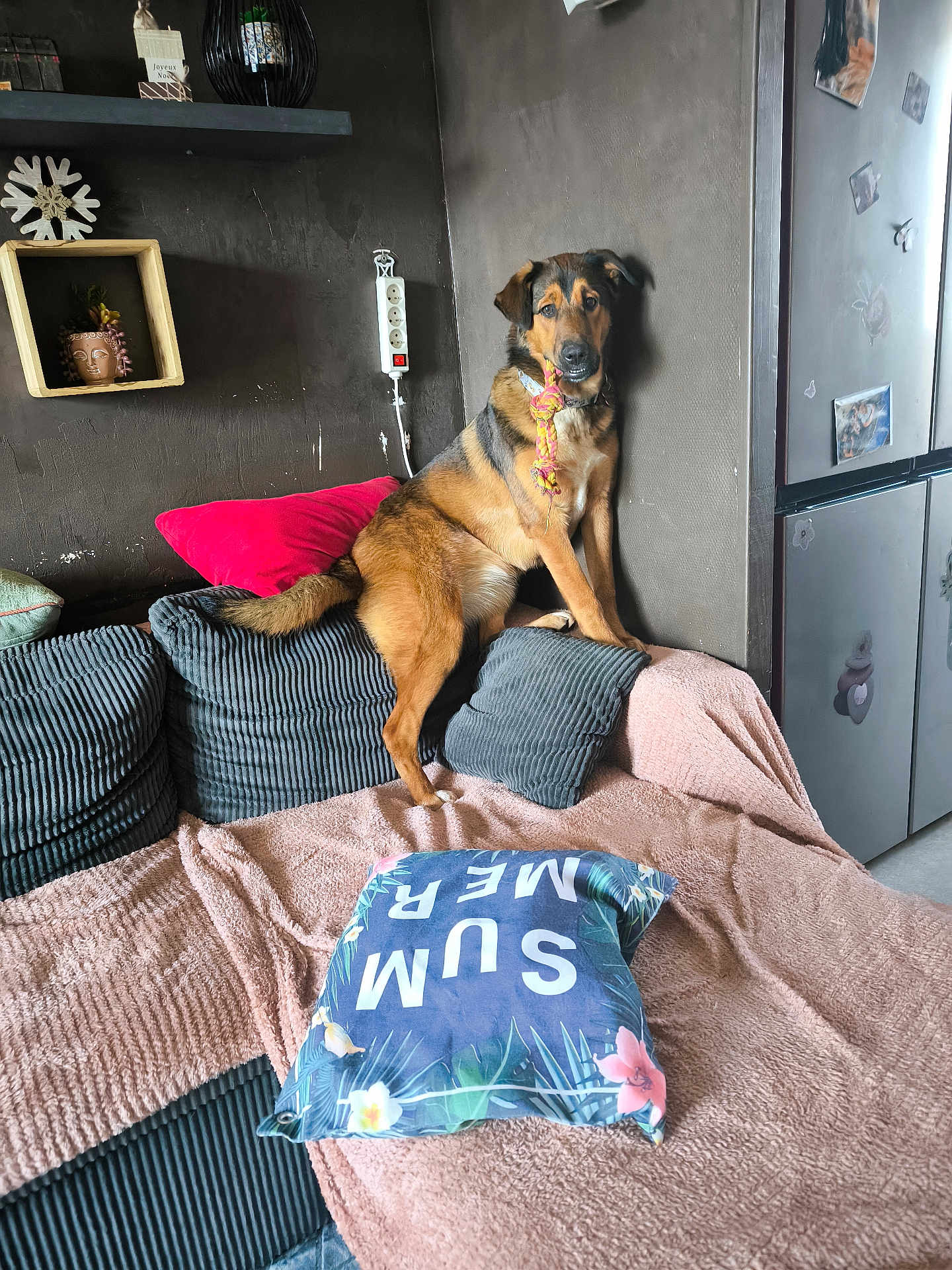 Aika participe au concours pour gagner de l'argent avec cette photo : dog, couch, pillow, blanket, toy, rope_toy, indoor, wall, power_strip, shelf, pot, plant, fridge, photograph, decor, brown, black, pet, furniture, cozy