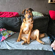 Aika participe au concours pour gagner de l'argent avec cette photo : black, blanket, brown, couch, cozy, decor, dog, foot, fur, home, indoor, pet, pillow, plant, relaxed, seated, shelf, sitting, statue, wall