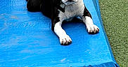 Ruby participe au concours pour gagner de l'argent avec cette photo : animal, black_and_white, blue_tarp, calm, collar, cute, daylight, dog, ears, fur, grass, lying_down, nose, outdoor, paws, pets, puppy, resting, tag, young_dog