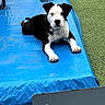 animal, black_and_white, blue_tarp, calm, collar, cute, daylight, dog, ears, fur, grass, lying_down, nose, outdoor, paws, pets, puppy, resting, tag, young_dog