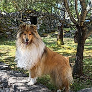 Jojo a rejoint le concours — aidez-le/la à gagner de superbes lots ! dog, collie, fluffy, outdoor, stone_wall, tree, grass, sunlight, nature, garden, pet, canine, happy, mammal, animal, portrait, standing, fur, smiling, daylight