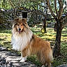 dog, collie, fluffy, outdoor, stone_wall, tree, grass, sunlight, nature, garden, pet, canine, happy, mammal, animal, portrait, standing, fur, smiling, daylight