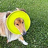 Jojo participe au concours pour gagner de l'argent avec cette photo : dog, frisbee, grass, outdoor, pet, animal, greenery, flower, playful, collie, canine, nature, summer, funny, headwear, cute, walking, fur, yellow, lawn
