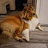 Jojo participe au concours pour gagner de l'argent avec cette photo : dog, collie, fluffy, indoor, floor, wooden_floor, pet, animal, relaxed, fur, brown, white, tail, ears, paw, companion, household, canine, resting, calm