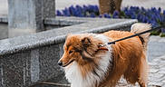 Jojo a rejoint le concours — aidez-le/la à gagner de superbes lots ! dog, shetland_sheepdog, leash, rain, wet_pavement, cobblestone, urban, flower_bed, tree, sidewalk, walking, outdoor, pet, canine, fur, animal, rainy_day, street, nature, park