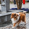 dog, shetland_sheepdog, leash, rain, wet_pavement, cobblestone, urban, flower_bed, tree, sidewalk, walking, outdoor, pet, canine, fur, animal, rainy_day, street, nature, park