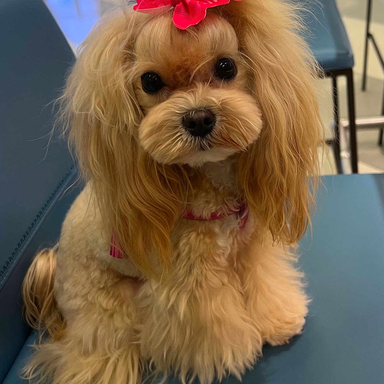 Marabelle is registered to the contest to win money with this photo: accessories, animal, canine, chair, cockerspaniel, couch, dog, flower, flowerarrangement, formalwear, furniture, papillon, pet, plant, poodle, puppy, terrier, tie, whitedog, wood