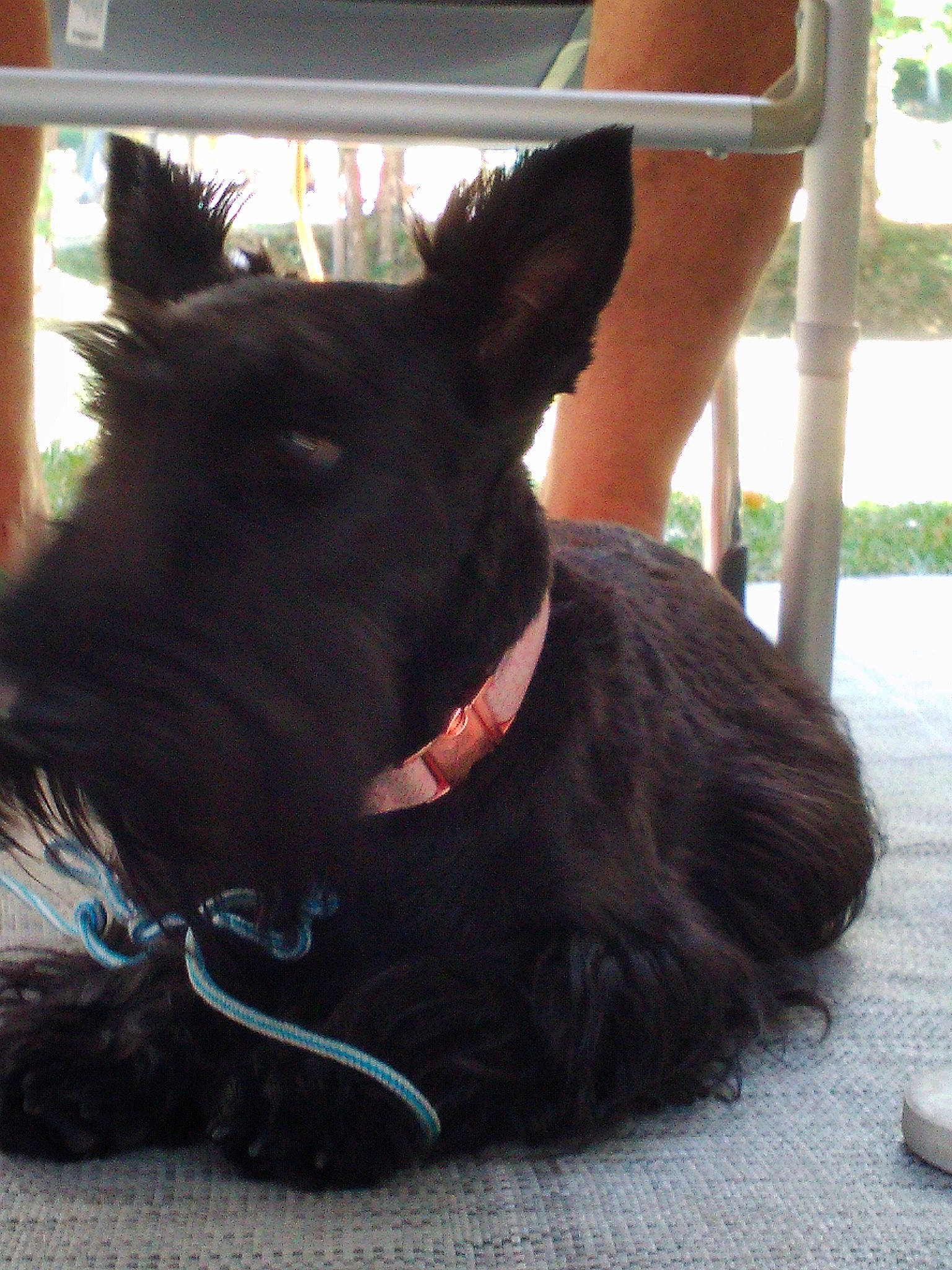 Charlyne a rejoint le concours — aidez-le/la à gagner de superbes lots ! canidae, carnivore, collar, companion_dog, dog, dog_breed, dog_collar, ear, eye, fawn, grass, liver, mammal, pet_supply, scottish_terrier, snout, tail, vertebrate, whiskers, working_animal