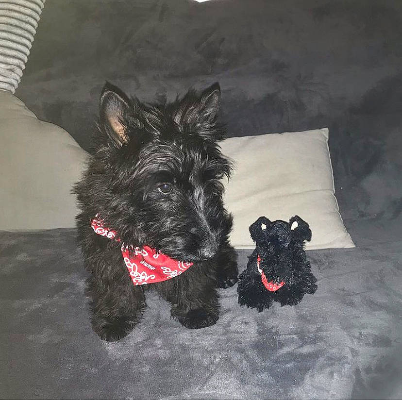 Charlyne participe au concours pour gagner de l'argent avec cette photo : canidae, carmine, carnivore, companion_dog, dog, dog_breed, dog_collar, dog_supply, fur, non_sporting_group, schnauzer, small_terrier, snout, sporting_group, terrier, toy_dog, water_dog, working_animal