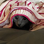 Putsie a rejoint le concours — aidez-le/la à gagner de superbes lots ! animal, bed, blanket, cat, comfort, cozy, curious, cute, eyes, fabric, fur, gray_cat, indoor, pet, portrait, resting, silk, soft, striped, wrapped