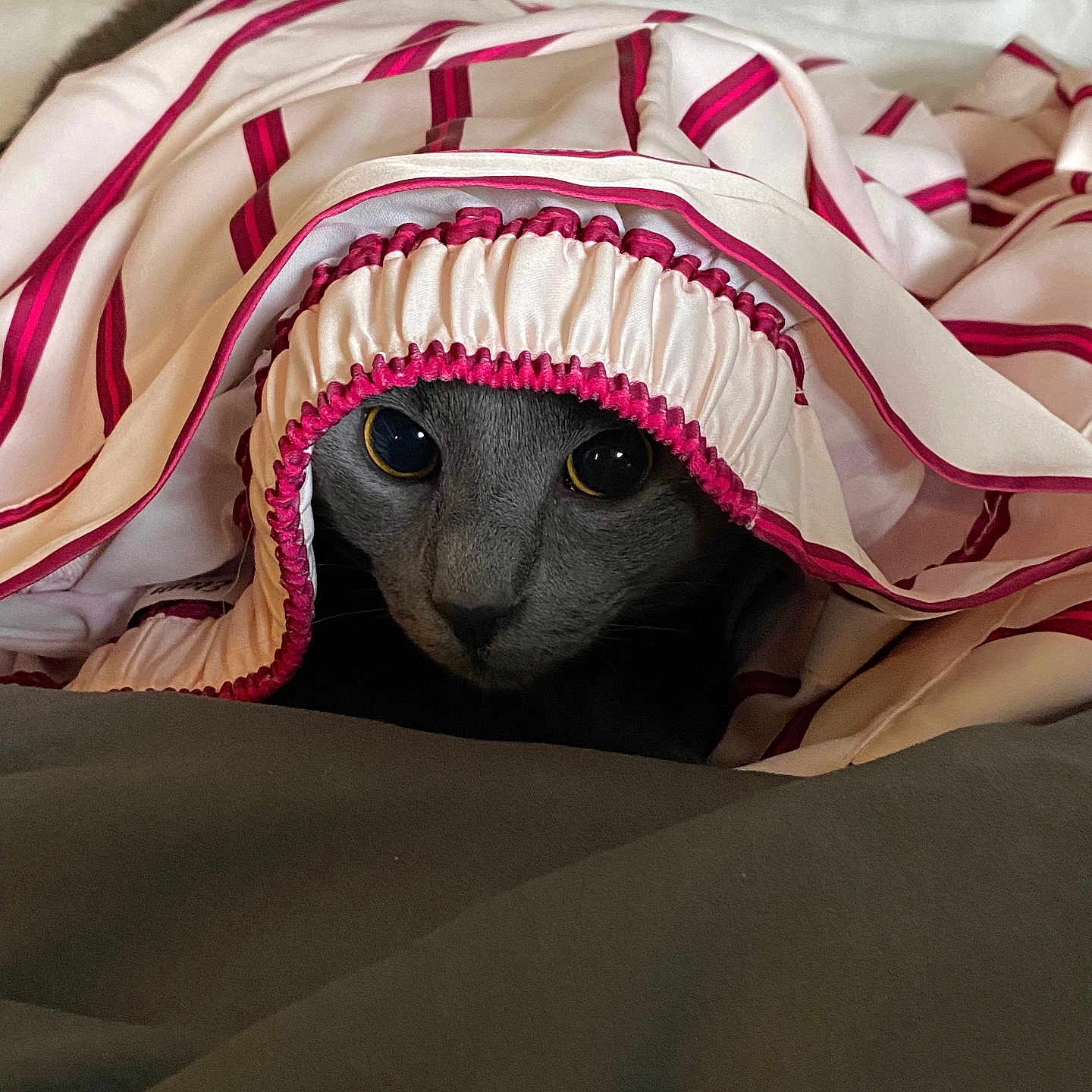 Putsie a rejoint le concours — aidez-le/la à gagner de superbes lots ! animal, bed, blanket, cat, comfort, cozy, curious, cute, eyes, fabric, fur, gray_cat, indoor, pet, portrait, resting, silk, soft, striped, wrapped