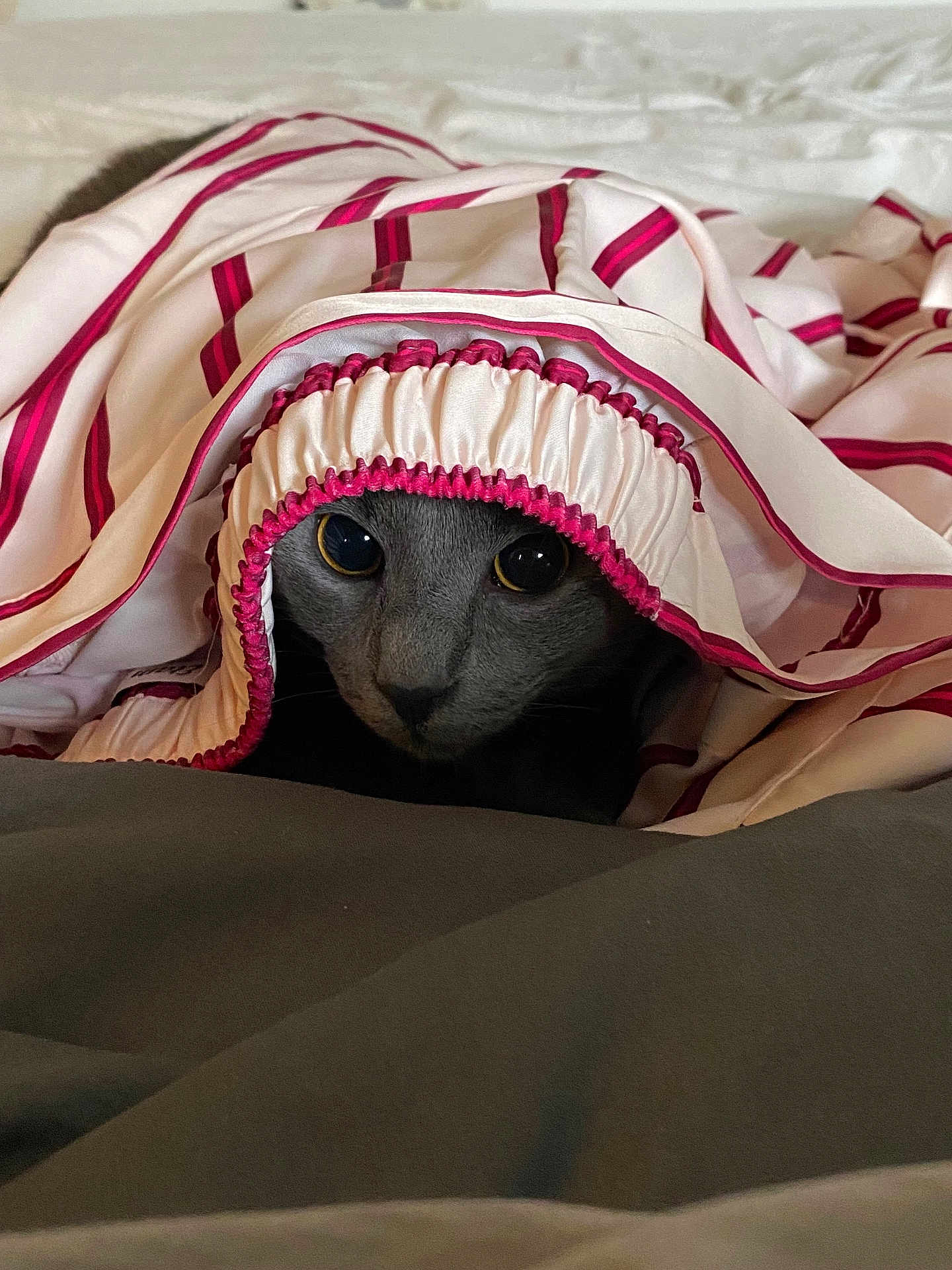 Putsie a rejoint le concours — aidez-le/la à gagner de superbes lots ! animal, bed, blanket, cat, comfort, cozy, curious, cute, eyes, fabric, fur, gray_cat, indoor, pet, portrait, resting, silk, soft, striped, wrapped