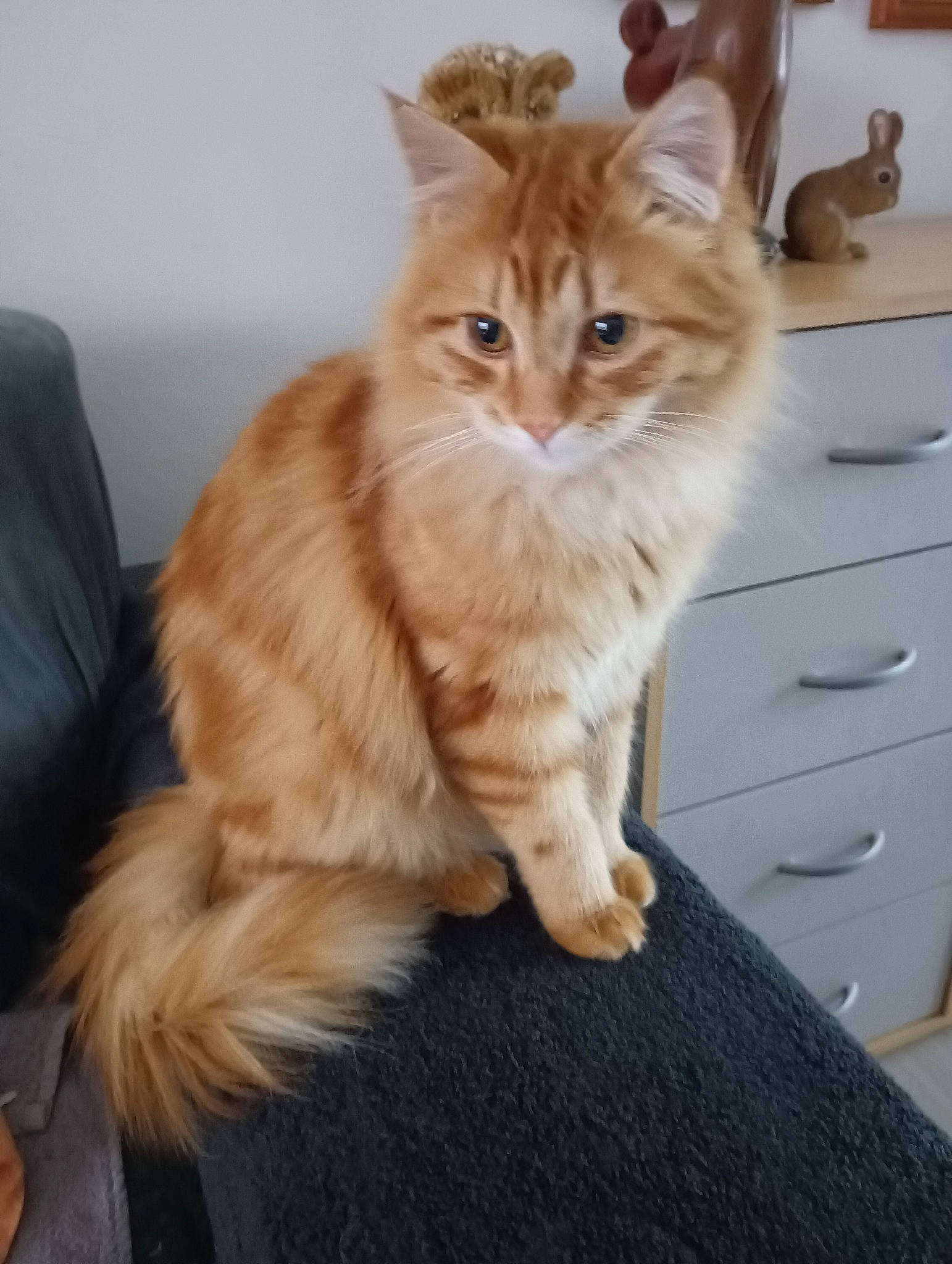 Othello participe au concours pour gagner de l'argent avec cette photo : cabinetry, cat, chest_of_drawers, claw, comfort, domestic_short_haired_cat, drawer, dresser, fawn, felidae, flooring, fur, hardwood, houseplant, paw, sitting, small_to_medium_sized_cats, tail, whiskers, wood