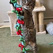 Milo joined the competition — help win amazing prizes! cat, tabby, toy, string, colorful, indoor, carpet, cat_tree, playful, pet, feline, paw, curious, standing, hind_legs, fur, whiskers, ears, home, cozy