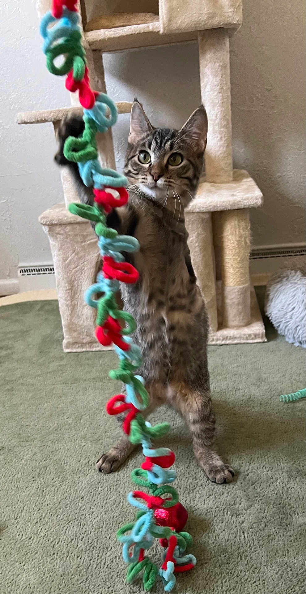 Milo joined the competition — help win amazing prizes! cat, tabby, toy, string, colorful, indoor, carpet, cat_tree, playful, pet, feline, paw, curious, standing, hind_legs, fur, whiskers, ears, home, cozy