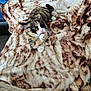 Athéna a rejoint le concours — aidez-le/la à gagner de superbes lots ! animal, blanket, calico, cat, closed_eyes, comfort, cozy, ears, fur, indoor, licking, paw, pet, relaxing, resting, soft, striped, tail, whiskers, white_paws
