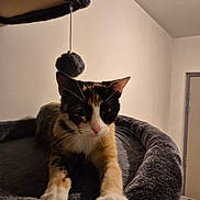 Athéna participe au concours pour gagner de l'argent avec cette photo : animal, calico_cat, cat, cat_bed, cozy, curious, dangle, domestic, furry, gray, indoor, orange, paws, pet, plush, soft, stretching, toy, whiskers, white