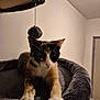 animal, calico_cat, cat, cat_bed, cozy, curious, dangle, domestic, furry, gray, indoor, orange, paws, pet, plush, soft, stretching, toy, whiskers, white
