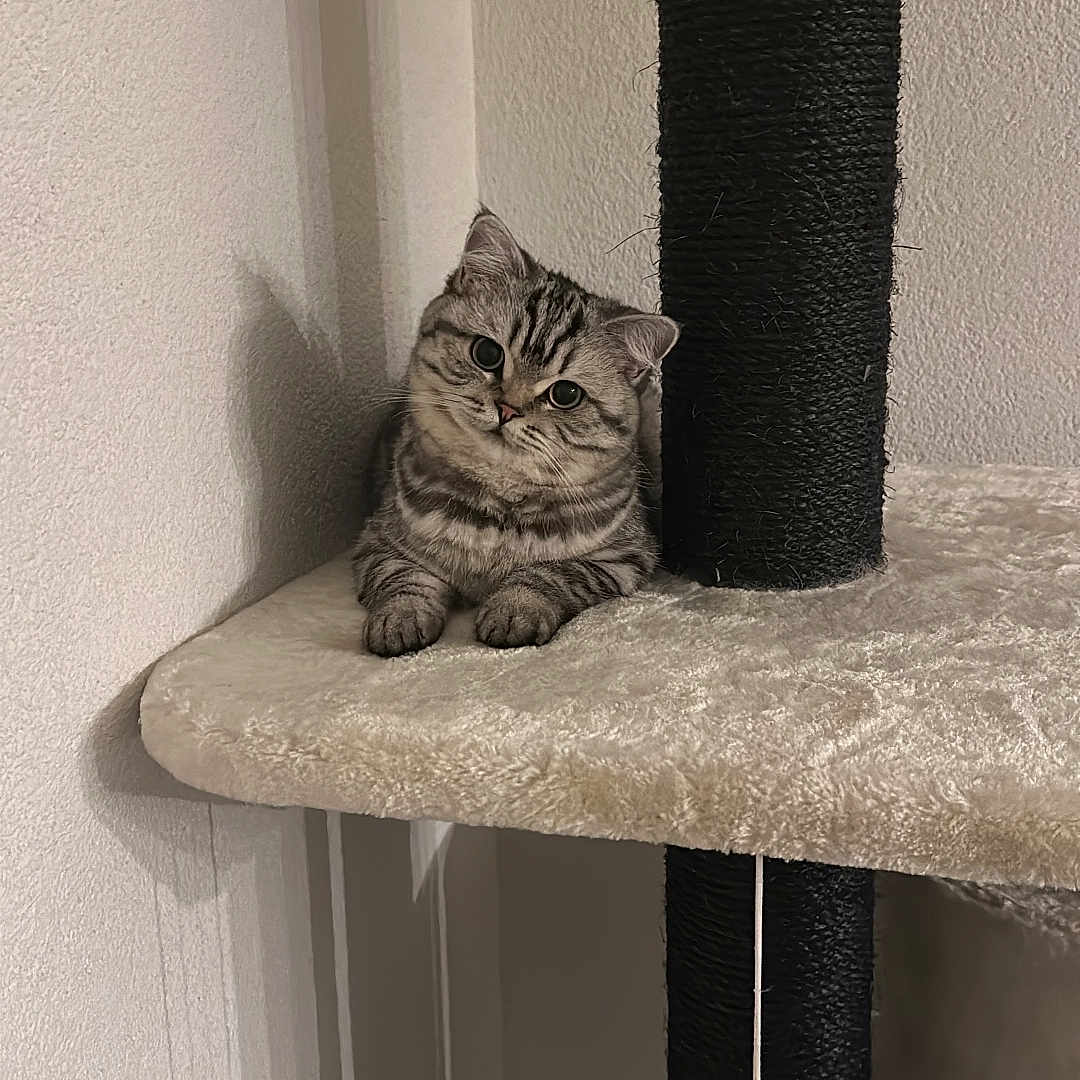 Mia