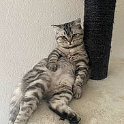 Mia participe au concours pour gagner de l'argent avec cette photo : cat, kitten, tabby, striped_fur, fluffy, pet, animal, green_eyes, whiskers, ears, paws, tail, sitting, lounging, indoor, scratching_post, carpet, wall, portrait, funny_pose