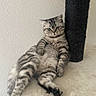 cat, kitten, tabby, striped_fur, fluffy, pet, animal, green_eyes, whiskers, ears, paws, tail, sitting, lounging, indoor, scratching_post, carpet, wall, portrait, funny_pose