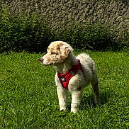 Akira a rejoint le concours — aidez-le/la à gagner de superbes lots ! dog, puppy, red_harness, grass, lawn, backyard, pet, animal, fur, standing, side_profile, nose, ears, greenery, sunlight, shadow, wall, shrubs, outdoor, cute