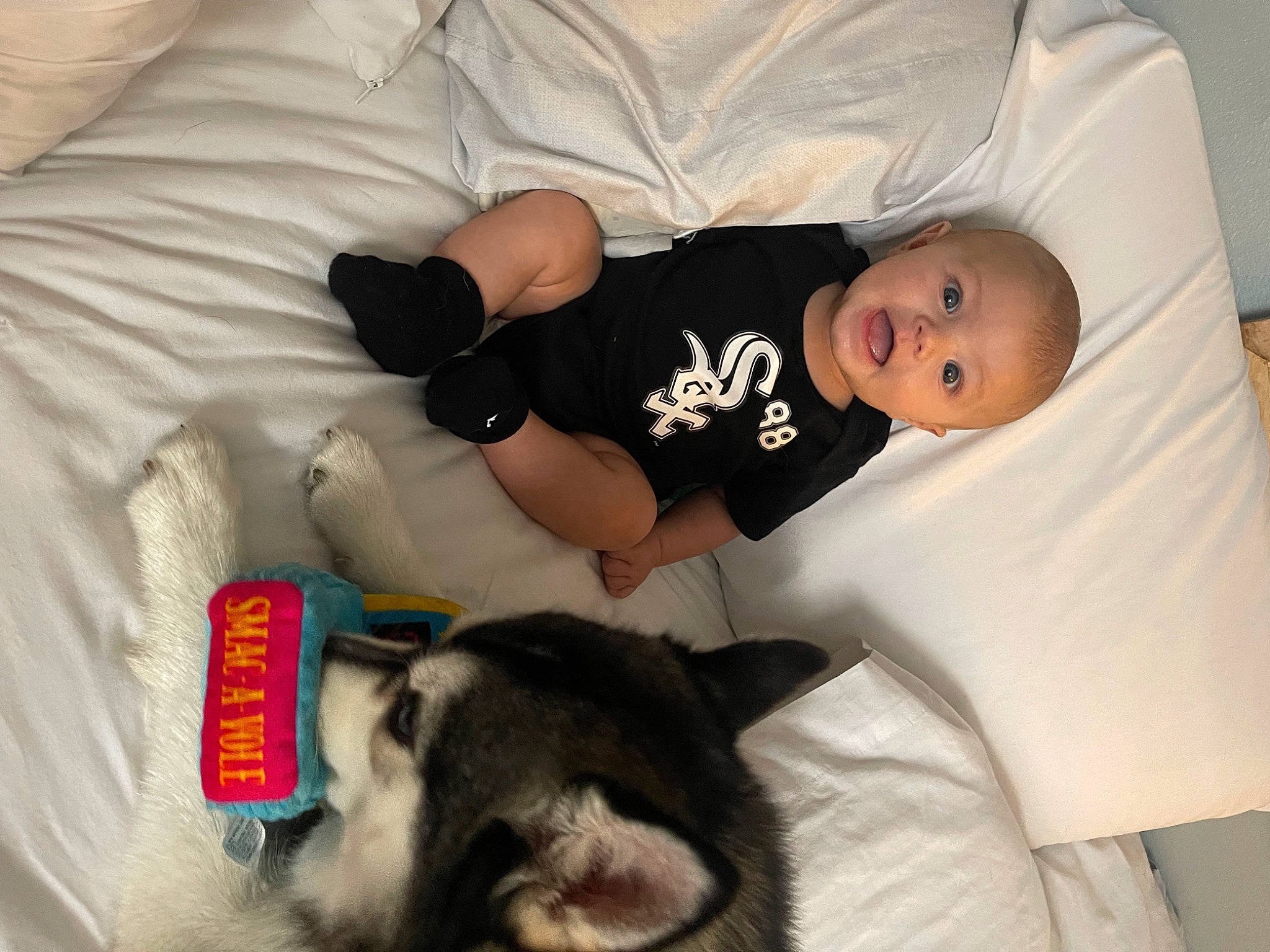 Kane joined the competition — help win amazing prizes! baby, baby_products, baby_safety, baby_sleeping, baby_toddler_clothing, carnivore, comfort, companion_dog, dog_breed, felidae, fur, hat, lap, linens, mammal, nap, person, sleeve, small_to_medium_sized_cats, t_shirt