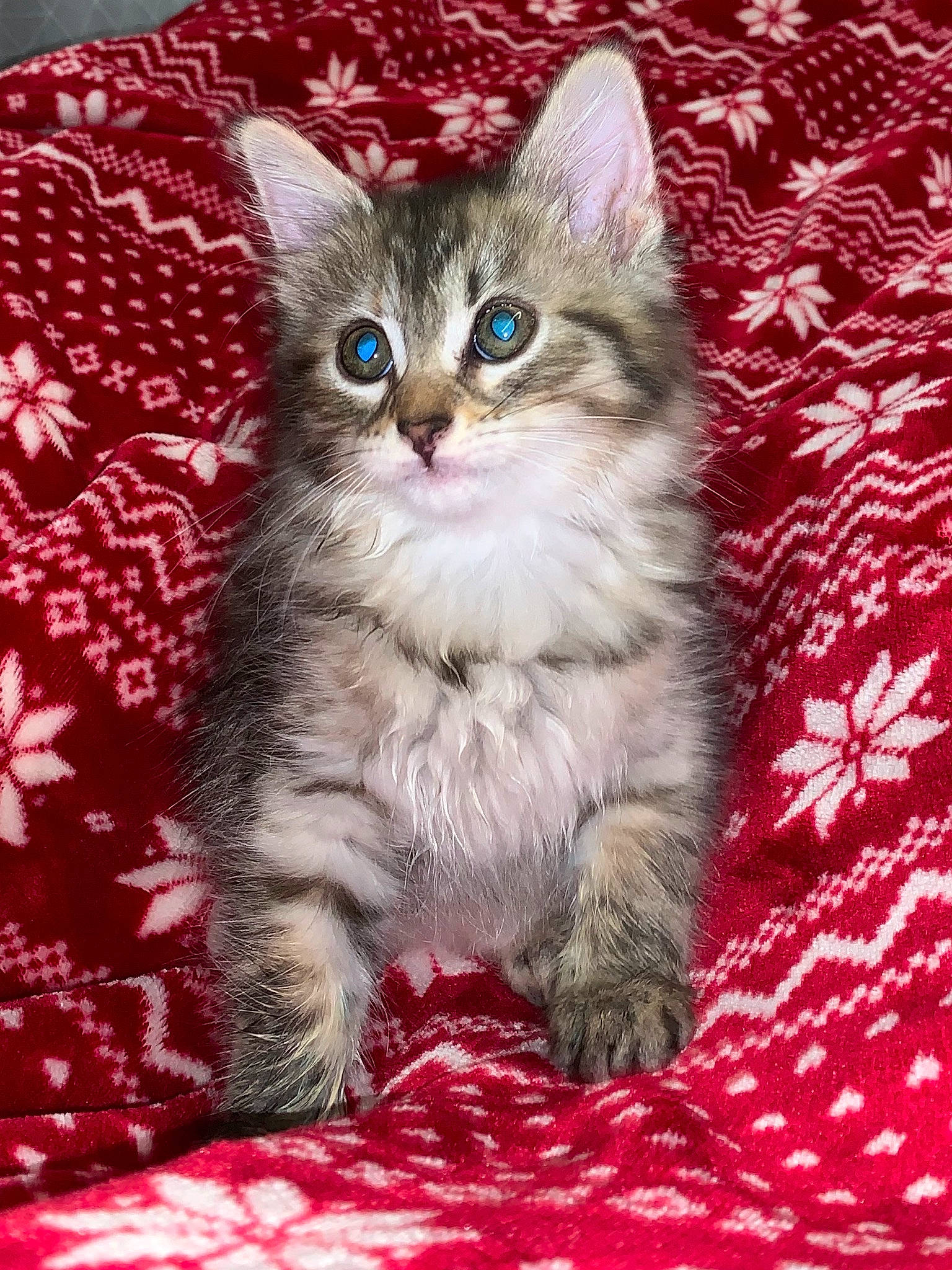 Baboune participe au concours pour gagner de l'argent avec cette photo : carnivore, cat, cat_supply, claw, domestic_short_haired_cat, event, fawn, felidae, fur, magenta, pattern, paw, photo_caption, rectangle, sitting, small_to_medium_sized_cats, snout, tail, terrestrial_animal, whiskers