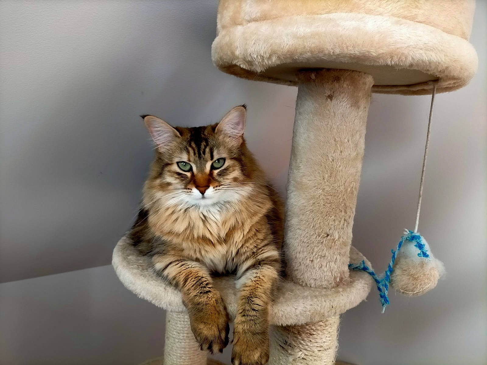 Baboune a rejoint le concours — aidez-le/la à gagner de superbes lots ! bolete, carnivore, cat, cat_supply, claw, domestic_short_haired_cat, fawn, felidae, fungus, fur, mushroom, shelf, small_to_medium_sized_cats, snout, tail, trunk, twig, whiskers, wildlife, wood