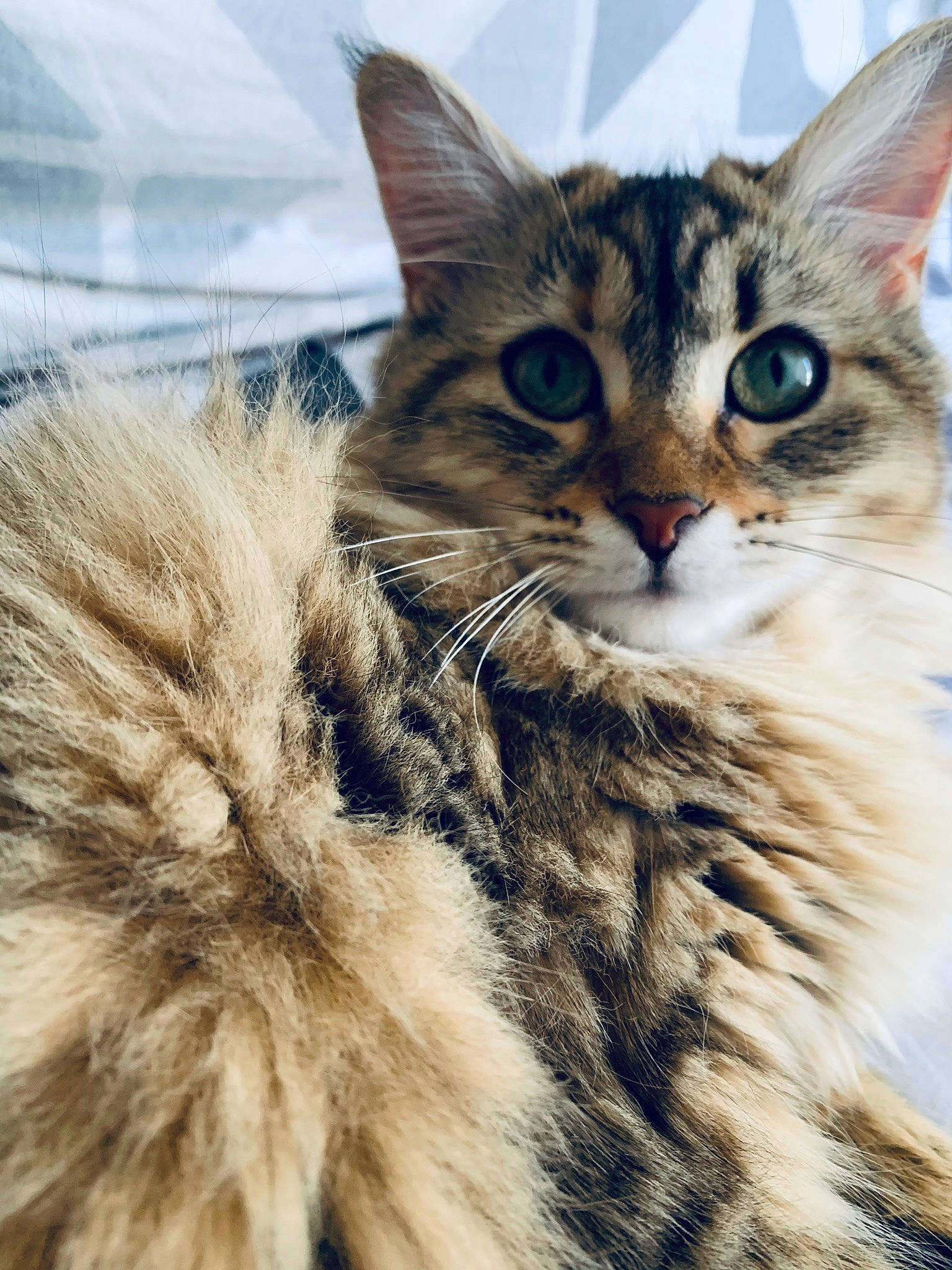 Baboune participe au concours pour gagner de l'argent avec cette photo : carnivore, cat, claw, close_up, domestic_short_haired_cat, eye, felidae, fur, maine_coon, paw, siberian, small_to_medium_sized_cats, snout, terrestrial_animal, tree, whiskers, wildlife