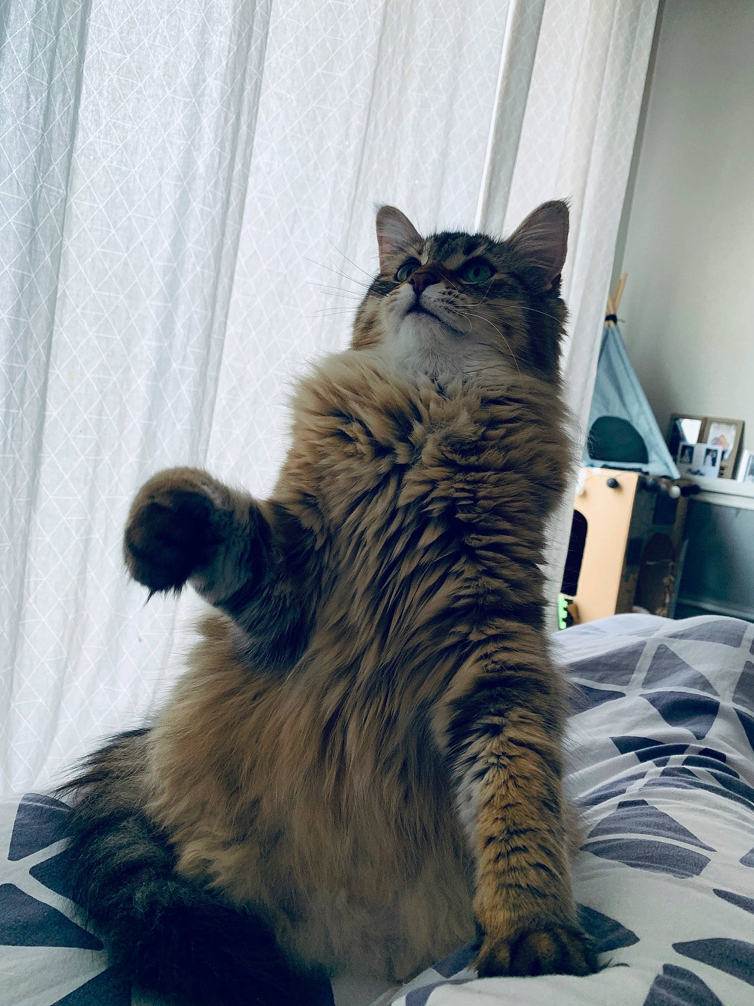 Baboune a rejoint le concours — aidez-le/la à gagner de superbes lots ! carnivore, cat, claw, comfort, domestic_short_haired_cat, felidae, flooring, fur, grey, maine_coon, metal, paw, sitting, small_to_medium_sized_cats, snout, tail, terrestrial_animal, whiskers, window, wood