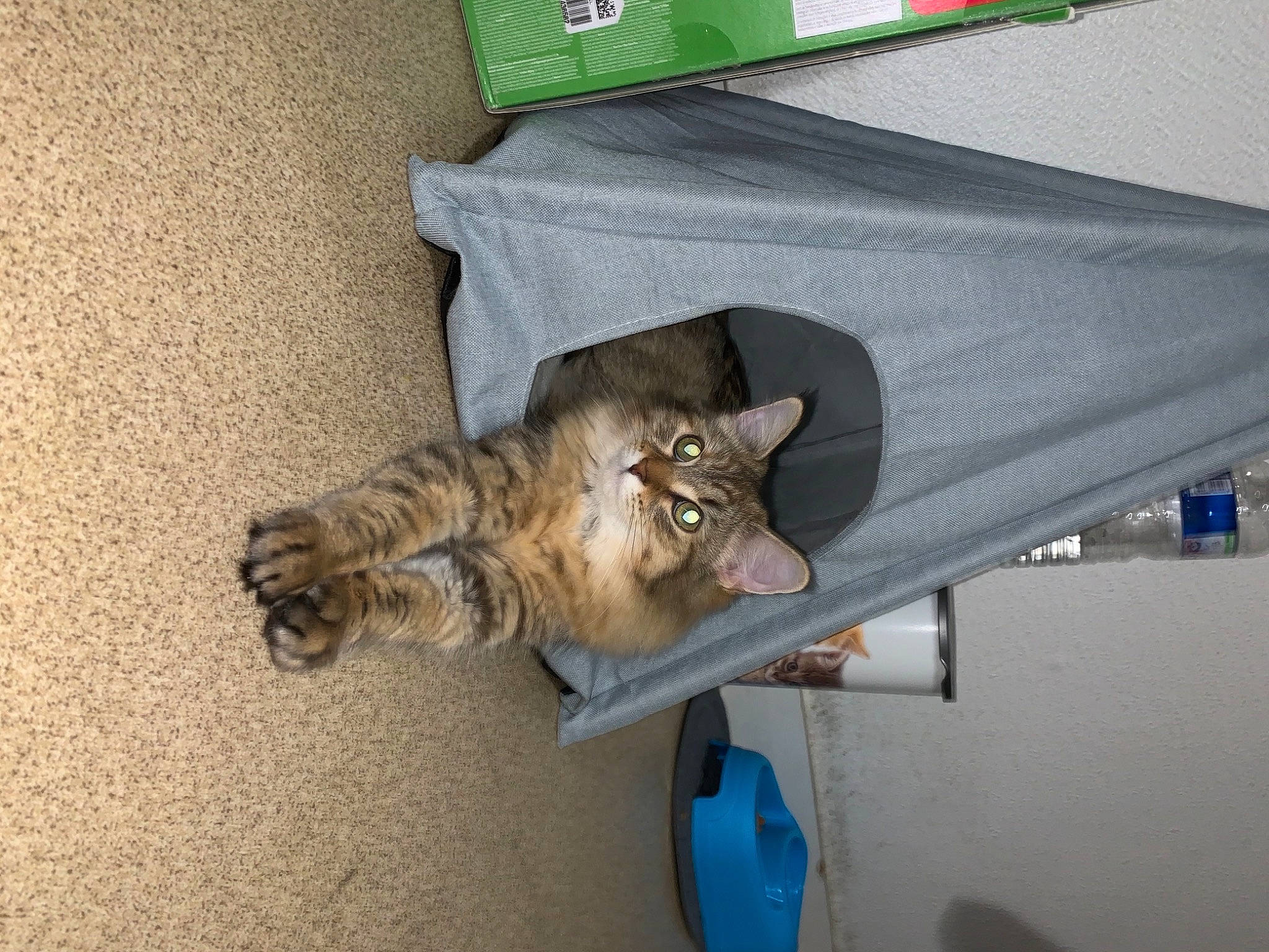 Baboune participe au concours pour gagner de l'argent avec cette photo : carnivore, cat, comfort, domestic_short_haired_cat, fawn, felidae, flooring, fur, paw, small_to_medium_sized_cats, tail, whiskers