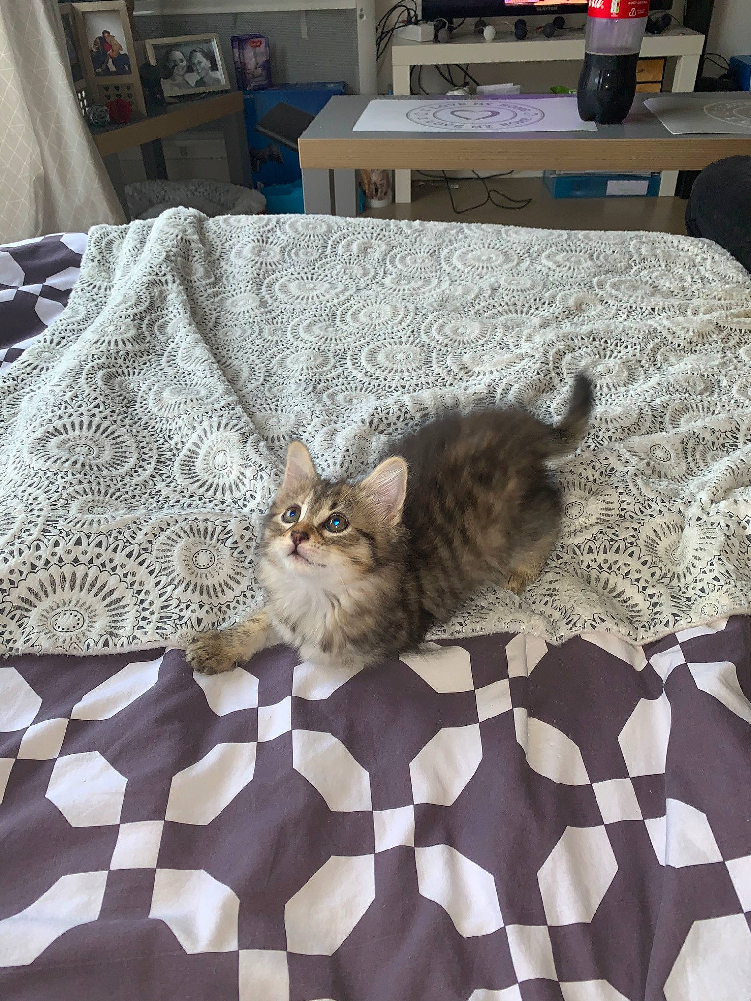 Baboune participe au concours pour gagner de l'argent avec cette photo : american_shorthair, asian, bed_sheet, carnivore, cat, domestic_short_haired_cat, european_shorthair, fawn, felidae, floor, fur, kitten, mammal, pixie_bob, quilt, room, small_to_medium_sized_cats, tabby_cat, textile, whiskers