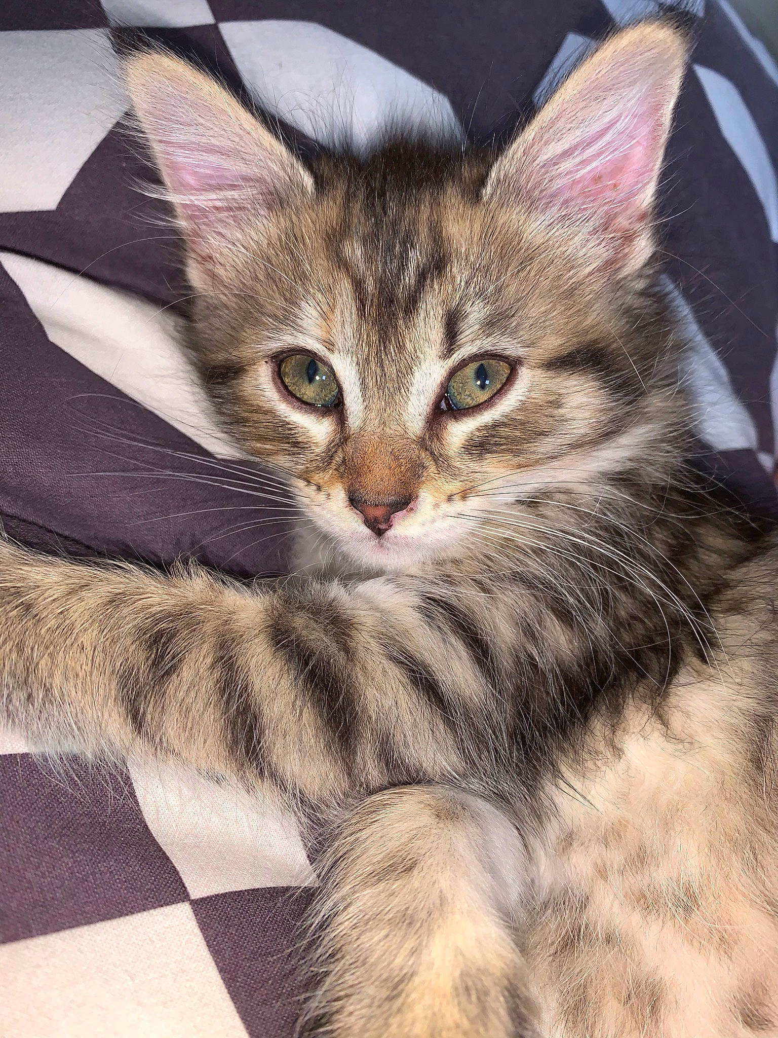 Baboune participe au concours pour gagner de l'argent avec cette photo : asian, asian_semi_longhair, carnivore, cat, domestic_long_haired_cat, domestic_short_haired_cat, dragon_li, european_shorthair, felidae, fur, kitten, maine_coon, mammal, norwegian_forest_cat, pixie_bob, siberian, small_to_medium_sized_cats, tabby_cat, vertebrate, whiskers