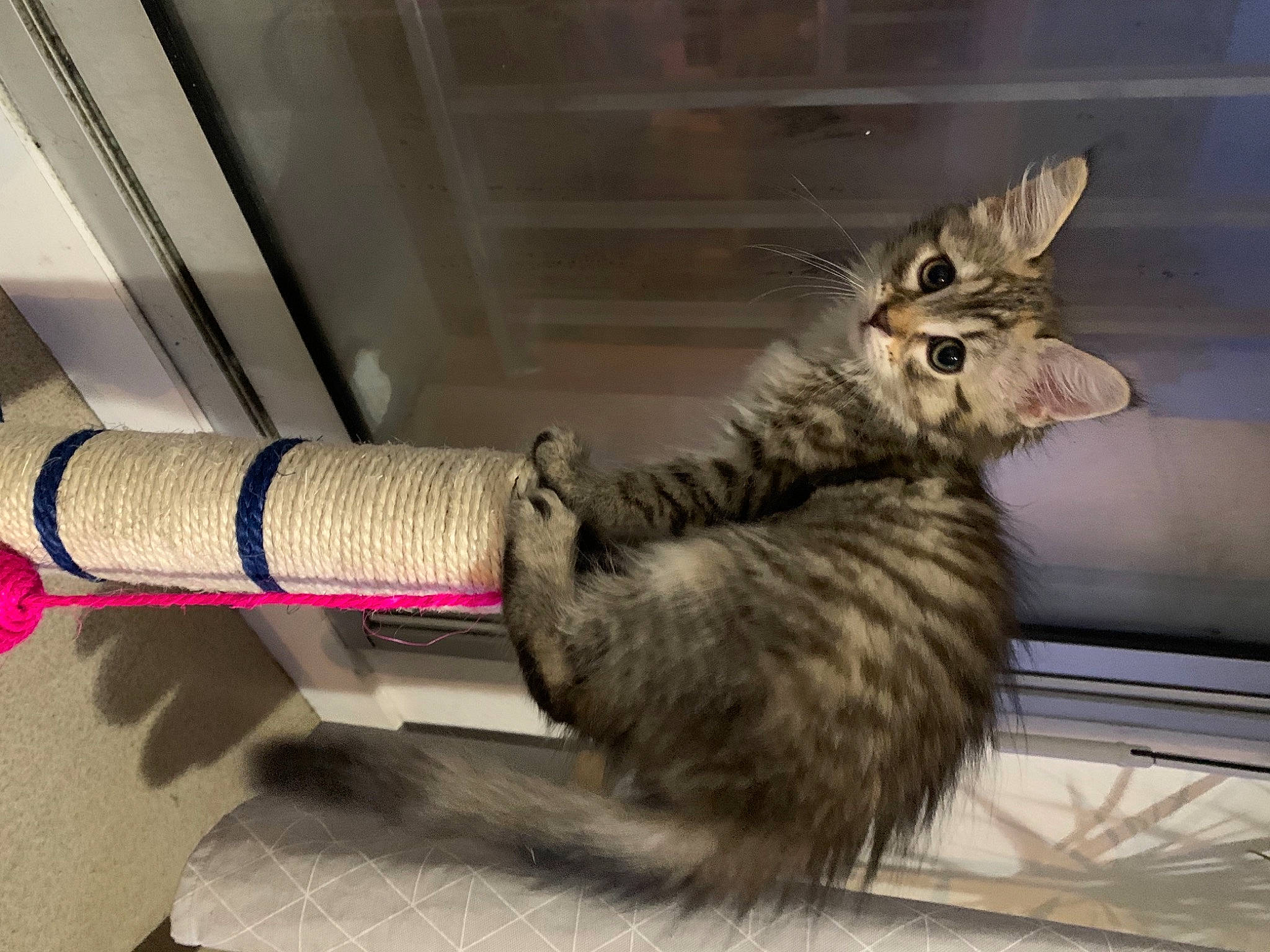 Baboune a rejoint le concours — aidez-le/la à gagner de superbes lots ! animal_shelter, carnivore, cat, claw, comfort, domestic_short_haired_cat, felidae, flooring, fur, gas, mammal, metal, paw, pet_supply, small_to_medium_sized_cats, snout, tail, terrestrial_animal, vertebrate, whiskers