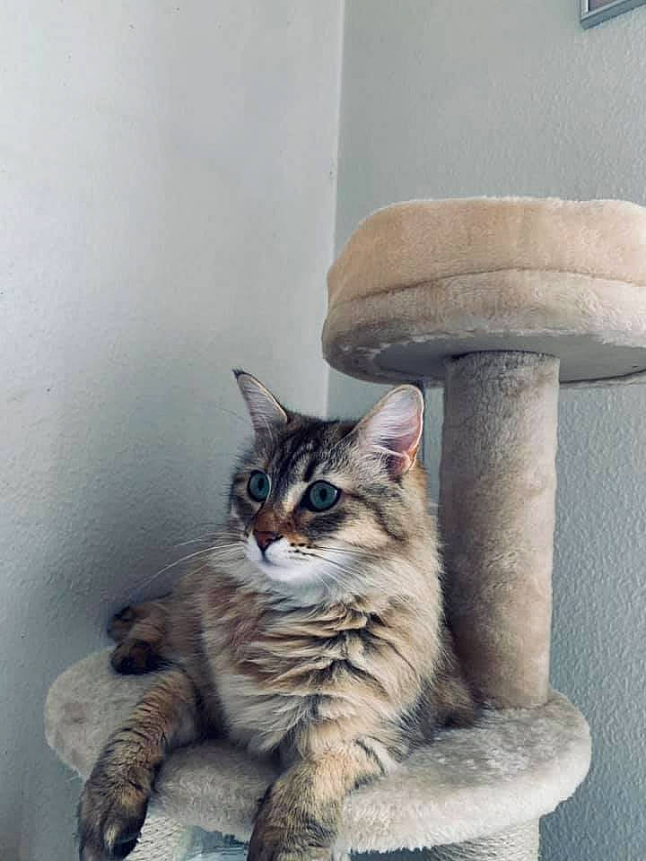 Baboune a rejoint le concours — aidez-le/la à gagner de superbes lots ! carnivore, cat, cat_furniture, claw, domestic_short_haired_cat, door, felidae, fur, grey, paw, shelf, sitting, small_to_medium_sized_cats, snout, tail, tree, trunk, whiskers, window, wood