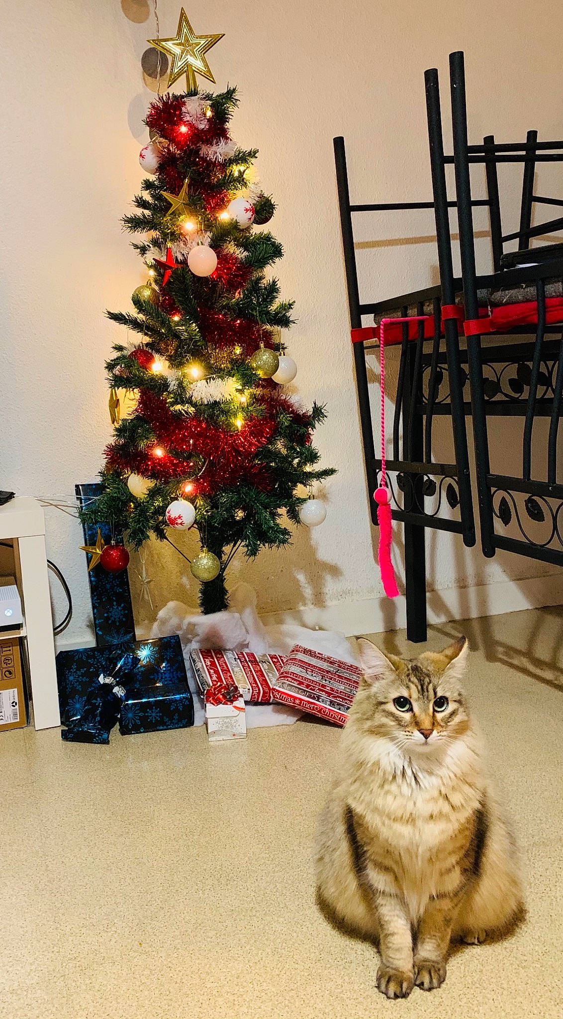 Baboune participe au concours pour gagner de l'argent avec cette photo : carnivore, cat, christmas, christmas_decoration, christmas_ornament, christmas_tree, evergreen, fawn, felidae, flowerpot, holiday, holiday_ornament, living_room, ornament, plant, small_to_medium_sized_cats, tree, whiskers, wood, woody_plant