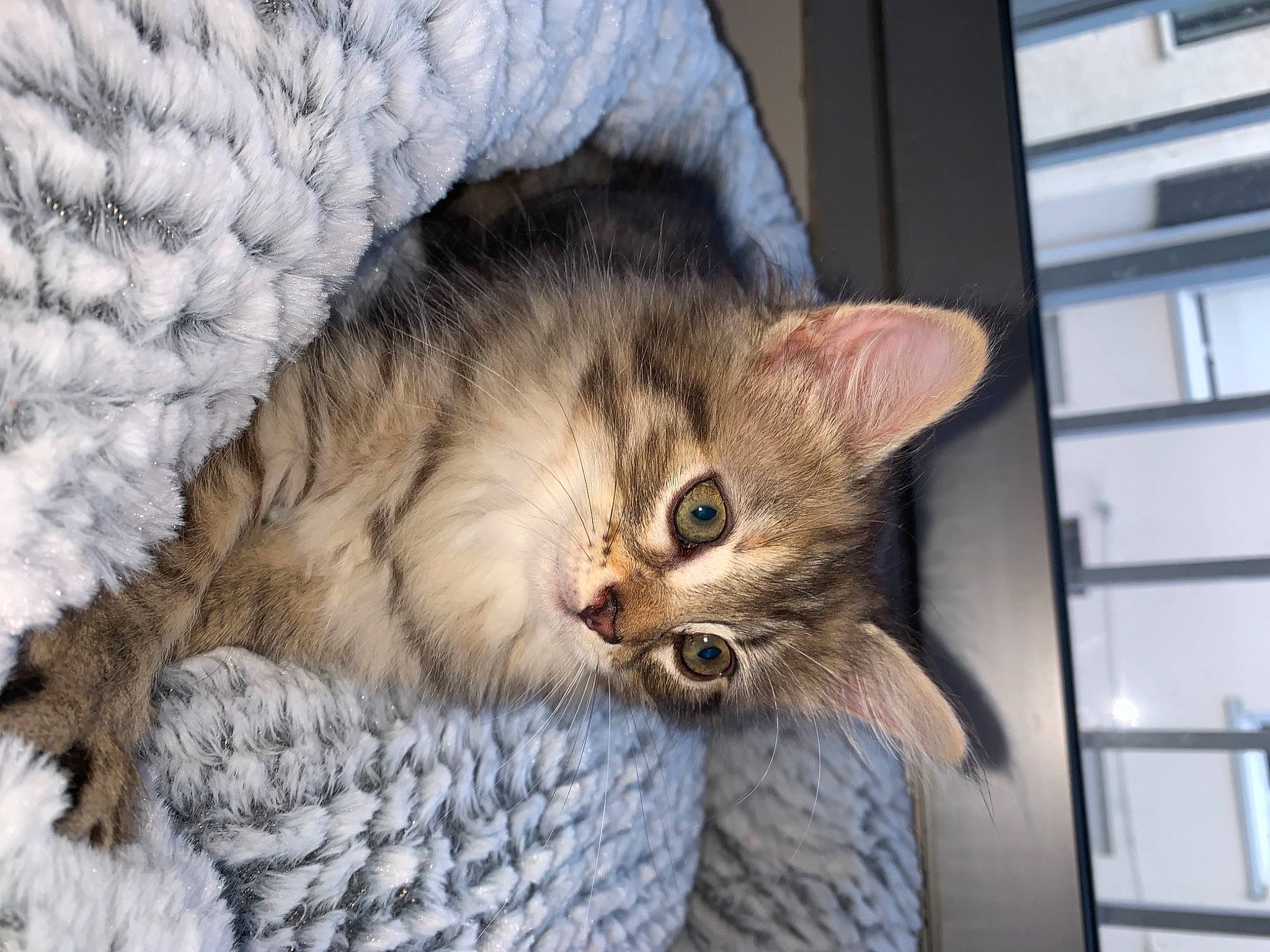 Baboune participe au concours pour gagner de l'argent avec cette photo : carnivore, cat, cat_bed, cat_supply, claw, comfort, couch, domestic_short_haired_cat, ear, fawn, felidae, fur, paw, small_to_medium_sized_cats, snout, tail, tree, whiskers, wildlife, window