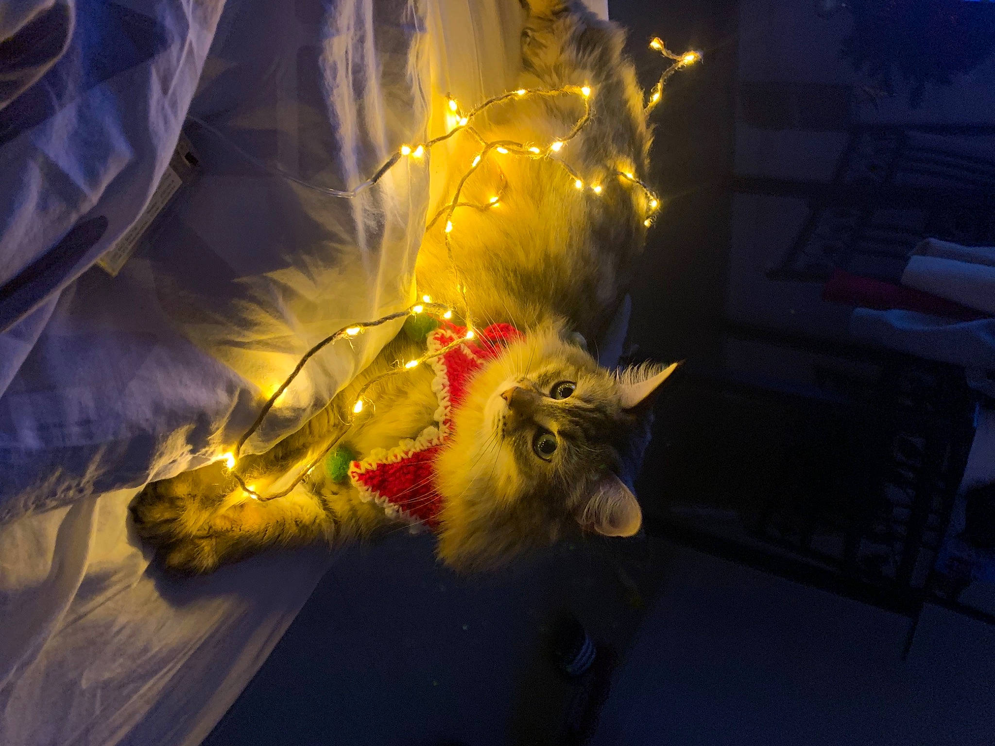 Baboune participe au concours pour gagner de l'argent avec cette photo : carnivore, cat, cg_artwork, darkness, event, feather, felidae, fictional_character, fire, fun, fur, heat, midnight, night, room, small_to_medium_sized_cats, space, tail, whiskers, wing