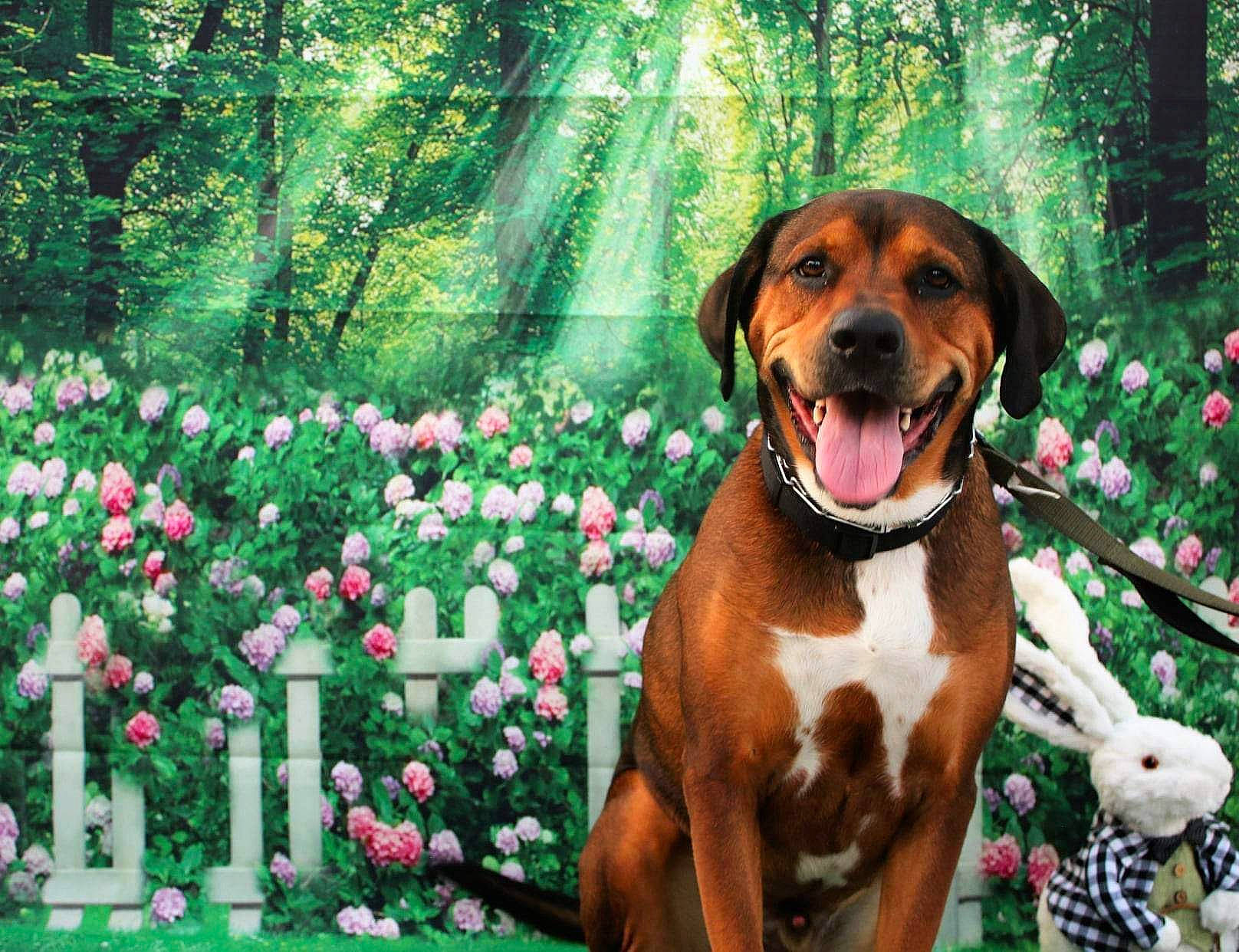 Remington joined the competition — help win amazing prizes! carnivore, collar, companion_dog, dog, dog_breed, dog_collar, dog_supply, fawn, flower, grass, green, groundcover, hound, liver, people_in_nature, plant, snout, sporting_group, tree, working_animal