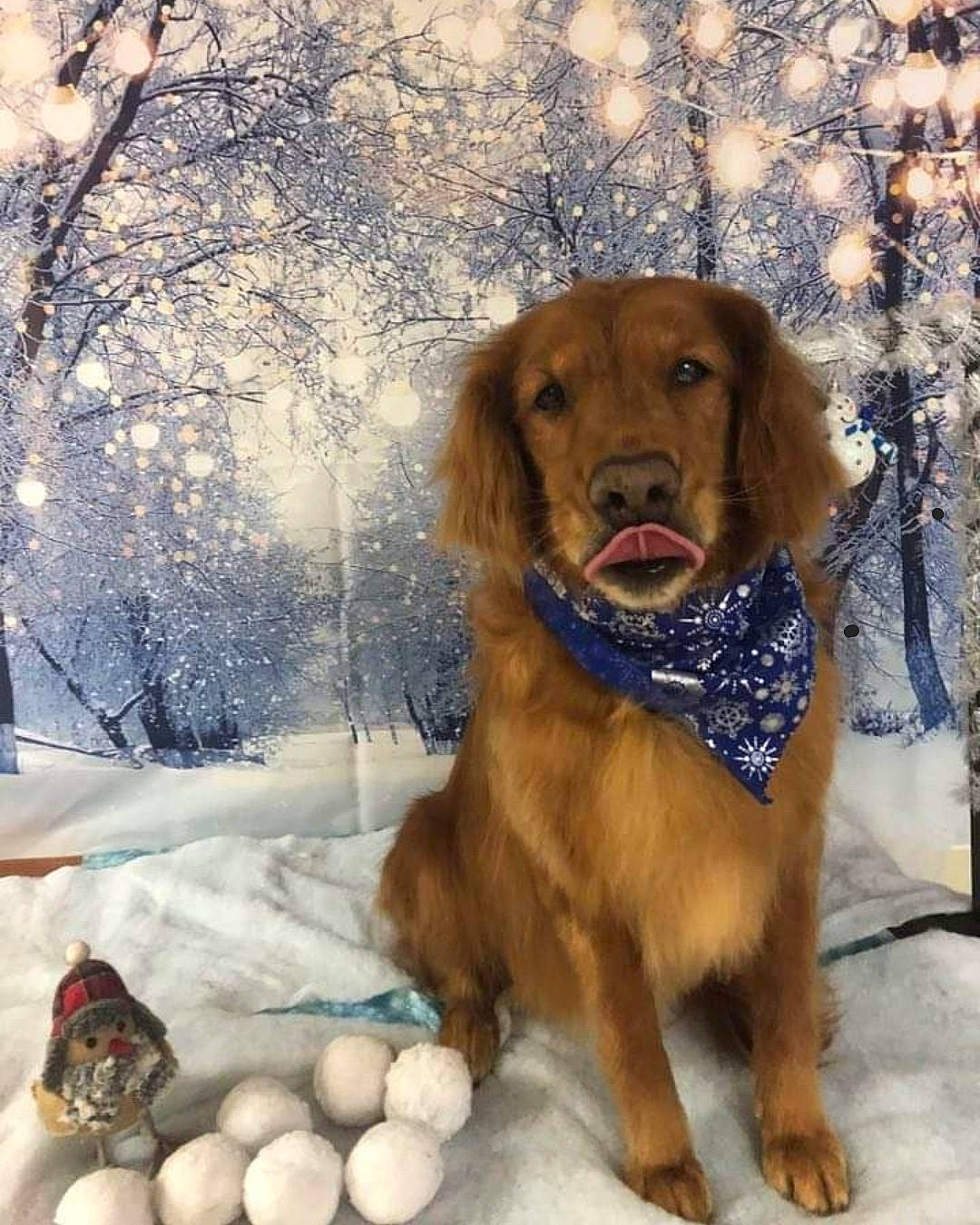 Carley joined the competition — help win amazing prizes! canidae, carnivore, collar, companion_dog, dog, dog_breed, event, fawn, freezing, fur, gun_dog, liver, mammal, plant, snow, sporting_group, tree, vertebrate, winter, working_animal