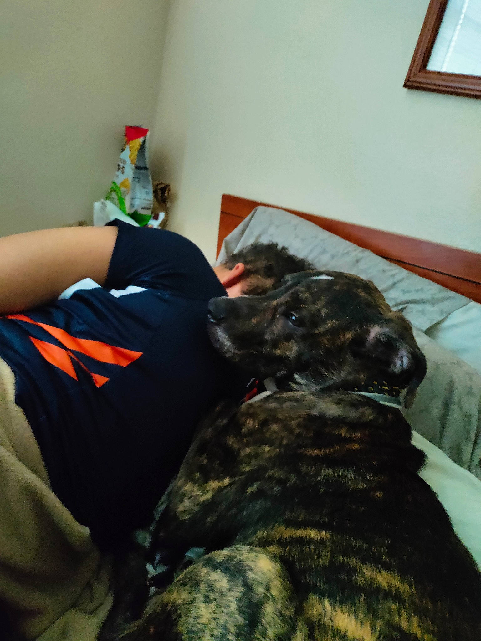 Chaos is registered to the contest to win money with this photo: bed, canidae, carnivore, chair, comfort, companion_dog, dog, dog_breed, fawn, fur, guard_dog, linens, military_camouflage, nap, picture_frame, room, small_to_medium_sized_cats, sporting_group, tail, working_animal