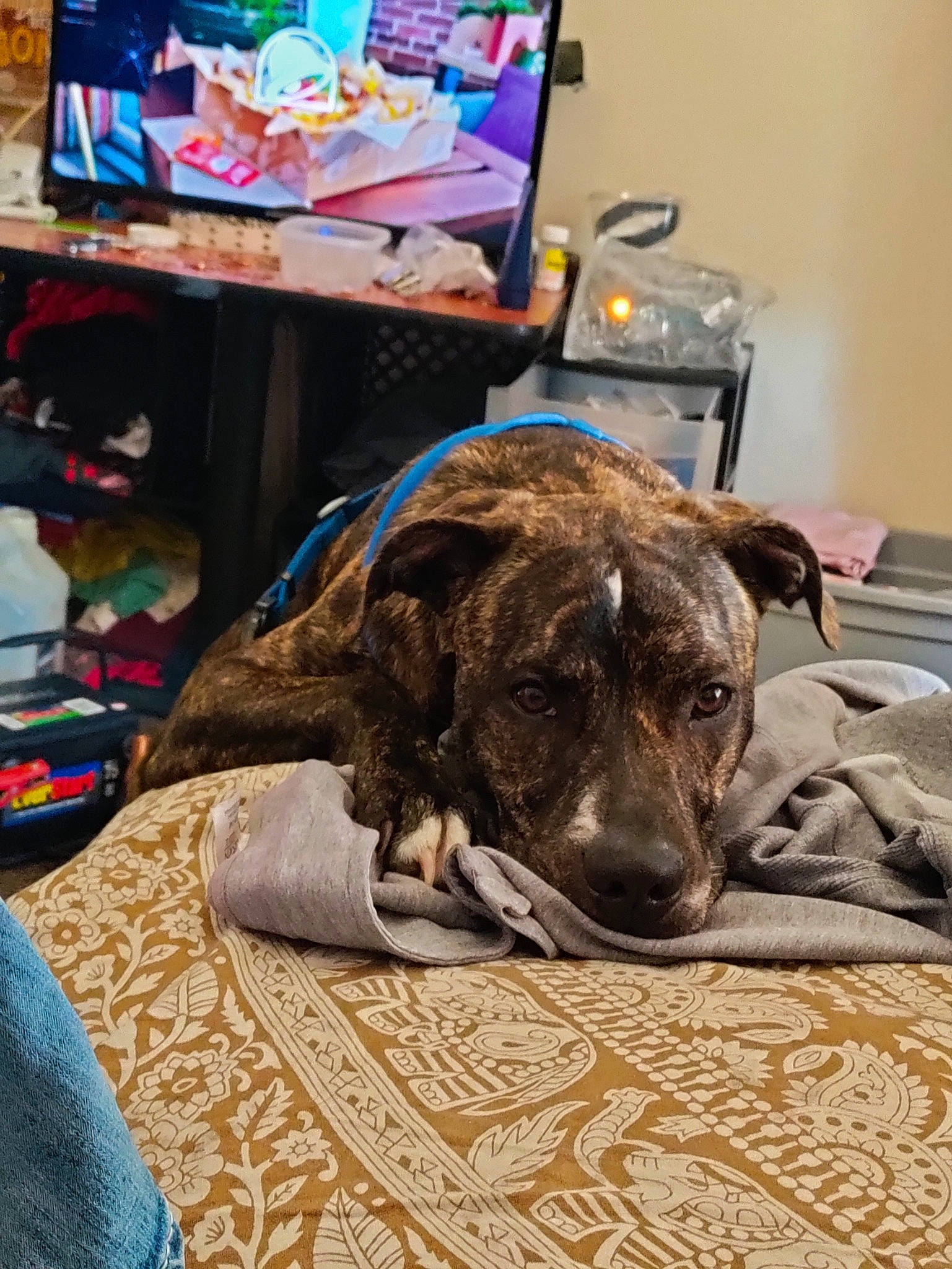 Chaos joined the competition — help win amazing prizes! carnivore, comfort, companion_dog, computer, desk, dog, dog_breed, fawn, flooring, fur, gadget, laptop, linens, personal_computer, remote_control, snout, sporting_group, table, television, working_animal