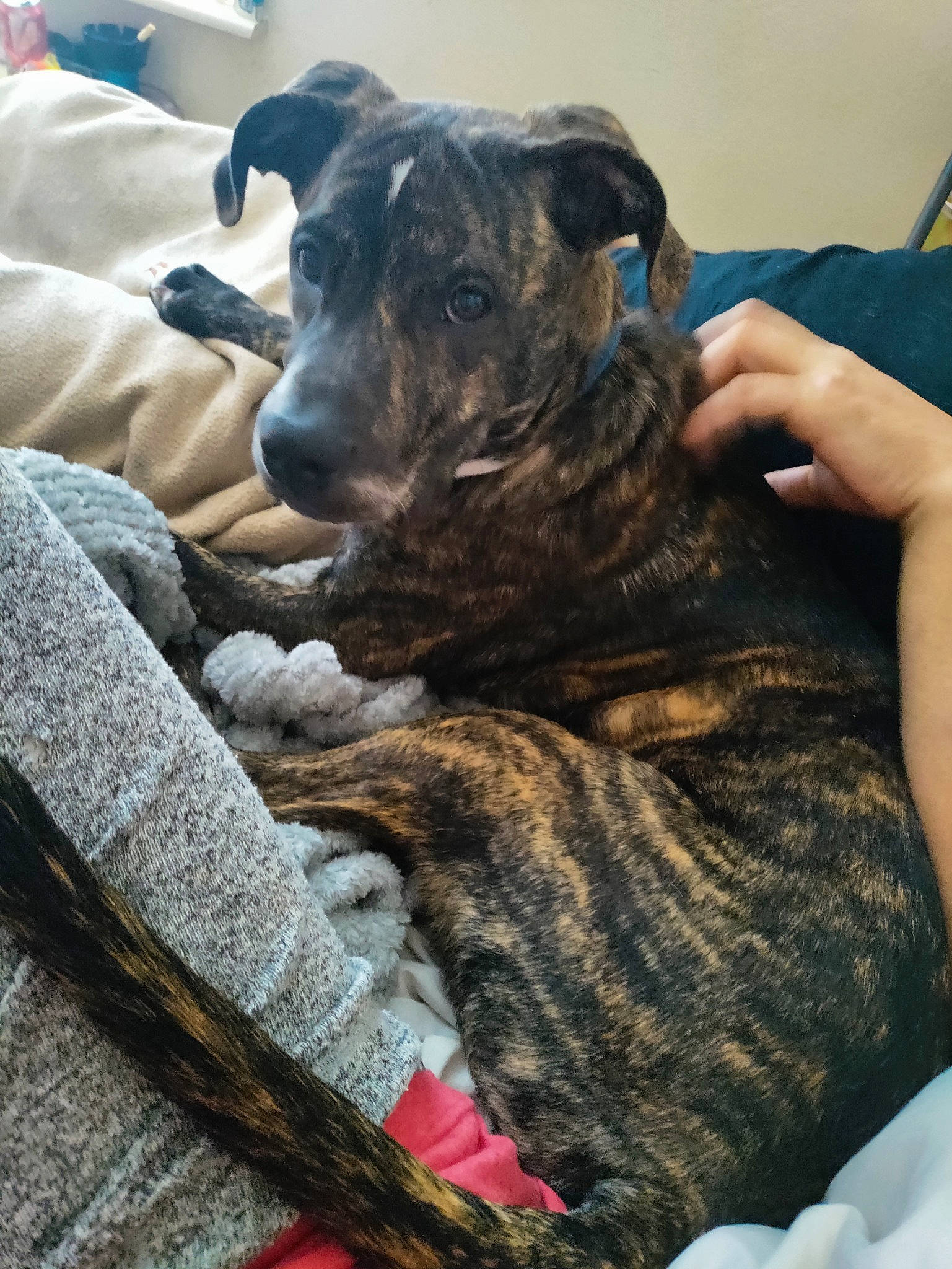 Chaos joined the competition — help win amazing prizes! canidae, carnivore, comfort, companion_dog, dog, dog_breed, fawn, fur, grey, guard_dog, linens, military_camouflage, non_sporting_group, sitting, snout, sporting_group, toy_dog, whiskers, working_animal, working_dog