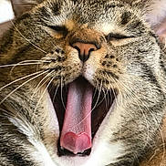 Macie is registered to the contest to win money with this photo: cat, tabby, close_up, yawning, tongue, heart_shape, whiskers, fur, pet, animal, cute, relaxed, sleepy, indoor, cozy, mouth_open, pink_tongue, nose, face, ears